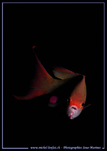 Face to face with this beautiful Damsel Fish... Marsa Sha... by Michel Lonfat 